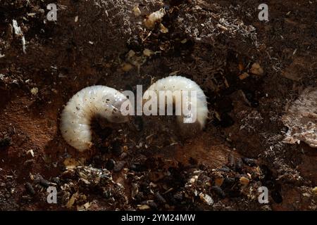 Gemeiner Rosenkäfer, Larve, Engerling, Larven, Käferlarve, Goldkäfer, Gold-Rosenkäfer, Goldrosenkäfer, Cetonia aurata, Rosenscheuer, grüner Rosenscheuer, Stockfoto