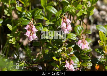 Preiselbeere, Preisel-Beere, Kronsbeere, Blüten, blühend, Vaccinium vitis-idaea, Preiselbeere, Partridgebeere, Berghranbeere, Cowberry, Foxberry, Stockfoto