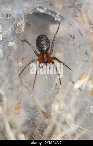 Labyrinthspinne, Labyrinth-Spinne, Netz, Trichternetz, Tautropfen, Agelena labyrinthica, Gratrichterweber, Labyrinthspinne, l’Agélène à labyrinthe, Tri Stockfoto