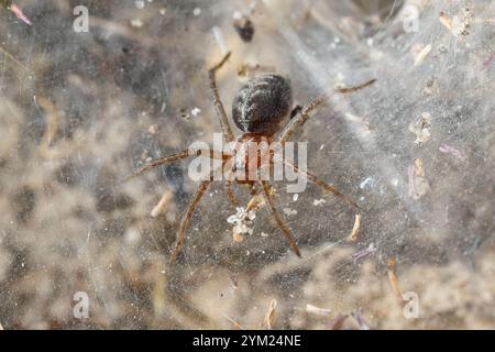 Labyrinthspinne, Labyrinth-Spinne, Netz, Trichternetz, Tautropfen, Agelena labyrinthica, Gratrichterweber, Labyrinthspinne, l’Agélène à labyrinthe, Tri Stockfoto