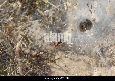 Labyrinthspinne, Labyrinth-Spinne, Netz, Trichternetz, Tautropfen, Agelena labyrinthica, Gratrichterweber, Labyrinthspinne, l’Agélène à labyrinthe, Tri Stockfoto