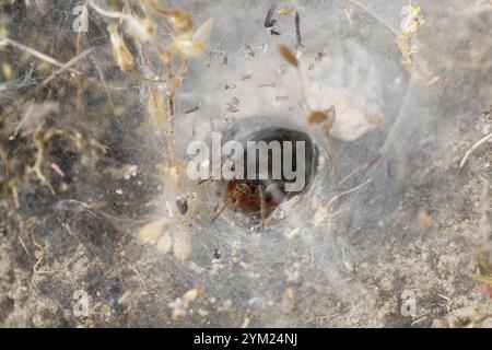 Labyrinthspinne, Labyrinth-Spinne, Netz, Trichternetz, Tautropfen, Agelena labyrinthica, Gratrichterweber, Labyrinthspinne, l’Agélène à labyrinthe, Tri Stockfoto