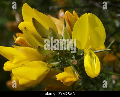 Ein gut fokussiertes Nahbild von Gemeiner Ginster, Ulex europaeus. Dorngrüne Blätter und hellgelbe Blüten mit natürlichem Hintergrund. Stockfoto