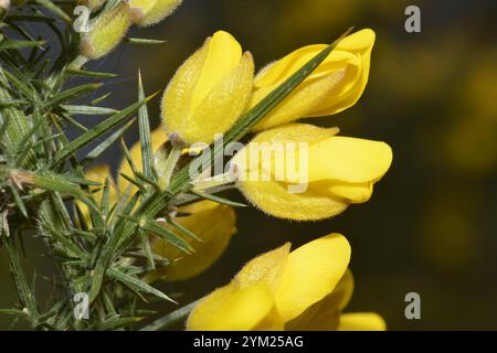 Ein gut fokussiertes Nahbild von Gemeiner Ginster, Ulex europaeus. Dorngrüne Blätter und hellgelbe Blüten mit natürlichem Hintergrund. Stockfoto