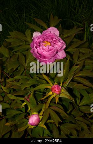 Ein rosafarbener Blumenkopf und zwei Knospen der Pfingstrose, Paeonia Officinalis, vor einem grünen Hintergrund. Gut fokussiert mit guten, klaren Details. Stockfoto