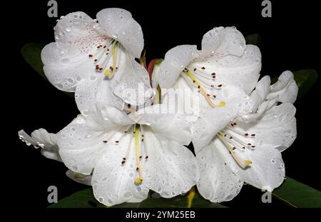 Eine Gruppe sehr zart aussehender weißer Rhododendron-Blüten, Rhododendron ponticum, im Regen aufgenommen. Schönheit in der Natur. Eine Art Azelea. Stockfoto