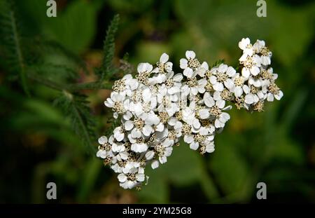 Ein Nahaufnahme-Bild einer Gruppe von gewöhnlichen Schafgarbenblüten. Achillea millefolium. Ein natürlicher grüner, unscharfer Hintergrund. Natürliche Schönheit. Stockfoto