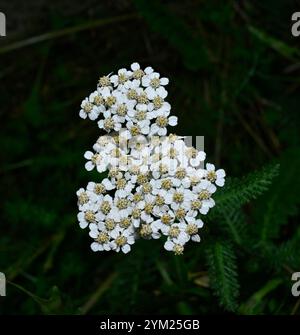 Ein Nahaufnahme-Bild einer Gruppe von gewöhnlichen Schafgarbenblüten. Achillea millefolium. Ein natürlicher grüner, unscharfer Hintergrund. Natürliche Schönheit. Stockfoto