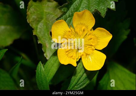 Eine Nahaufnahme und ein gut fokussierter Blick auf eine schleichende Butterblume vor einem natürlichen grünen Hintergrund. Ranunkulus repens. Glänzende gelbe Blüten. Stockfoto