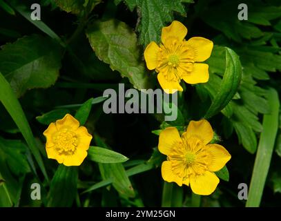 Eine Nahaufnahme und ein gut fokussierter Blick auf eine schleichende Butterblume vor einem natürlichen grünen Hintergrund. Ranunkulus repens. Glänzende gelbe Blüten. Stockfoto