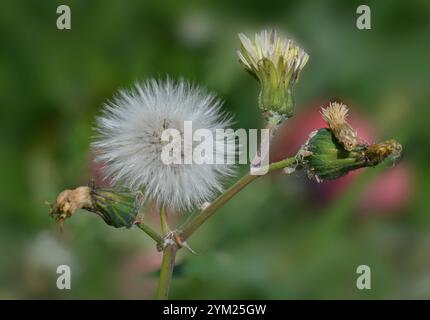 Eine Art Stamm von gewöhnlichen Sowthistelblüten in verschiedenen Stadien der Samenentwicklung. Sonchus oleraceus. Nahaufnahme und gut fokussiert. Schönheit in der Natur. Stockfoto