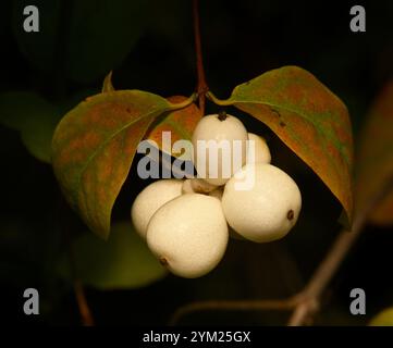 Schön fokussierter Brunch mit gemeinen Schneebeeren, mit Blättern und vor schwarzem Hintergrund. Symphoricarpos albus, weiße Schneebeere. Stockfoto