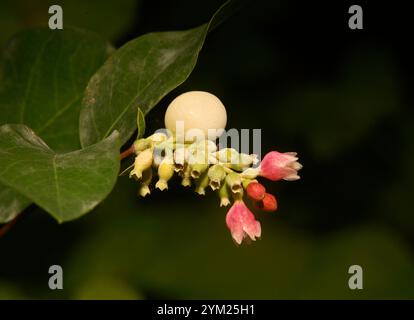 Ein gut fokussierter Sprühstoß von gewöhnlicher Schneebeere, Symphoricarpos albus, der verschiedene Entwicklungsstadien zeigt. Nahaufnahme und Details mit natürlichem Hintergrund. Stockfoto