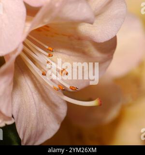 Ein Nahbild einer hellen aprikosenfarbenen Common Rhododendron Blume, Rhododendron ponticum. Gut fokussiert, aber weich mit guten Details. Stockfoto