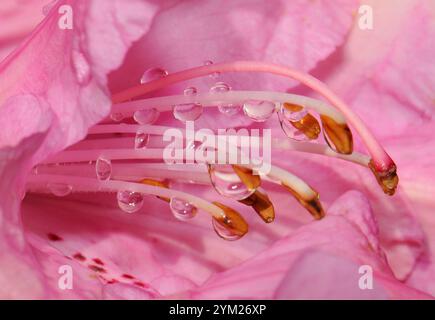 Eine rosafarbene Rhododendron-Blüte, Rhododendron ponticum, im Regen aufgenommen. Gut fokussiert, aber weich mit Regentropfen auf den Staubblättern und Stigma. Stockfoto