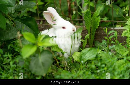 Weißes Kaninchen, Albino mit roten Augen, sitzt im Gras. Hochwertige Fotos Stockfoto