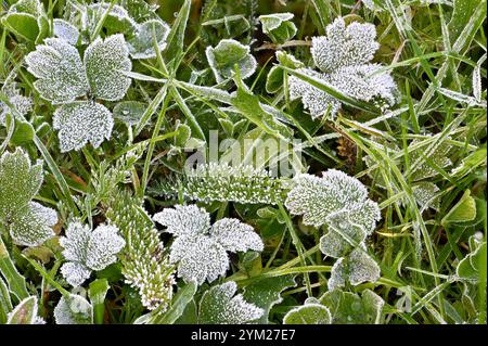 Frühmorgendfrost auf Blättern auf einem Gartenrasen Stockfoto
