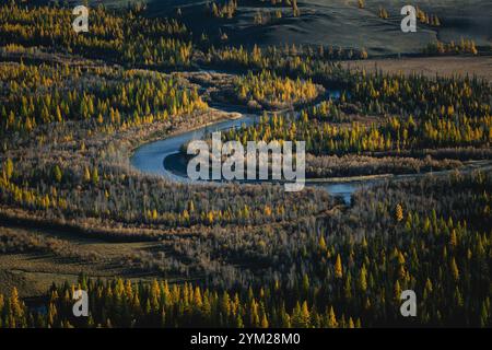 Aus der Vogelperspektive auf den sich windenden Katun-Fluss, der sich durch den Herbstwald der Republik Altai schlängelt, mit leuchtenden Herbstfarben. Stockfoto