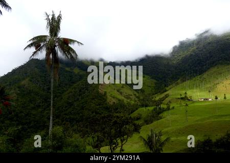 Cocora Valley, Kolumbien – in dieser üppigen Andenlandschaft in der Nähe von Salento, einem Top-Öko-Tourismusziel, erheben sich ikonische Wachspalmen durch Wolken. Stockfoto
