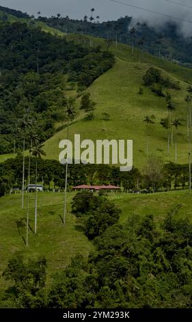 Cocora Valley, Kolumbien – in dieser üppigen Andenlandschaft in der Nähe von Salento, einem Top-Öko-Tourismusziel, erheben sich ikonische Wachspalmen durch Wolken. Stockfoto