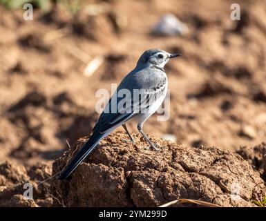 Weißschwanz, Motacilla alba, Mandria, Zypern. Stockfoto
