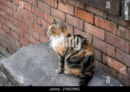 Dreifarbige Katze, die auf dem Steinboden mit Backsteinmauern sitzt Stockfoto