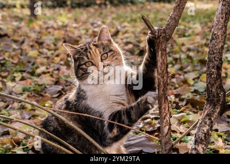 Niedliche Trikolore Straßenkatze in der Nähe des Stadtparks am sonnigen Herbsttag Stockfoto