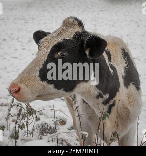 Ein Nahporträt einer Kuh mit Kopf und Hals. Sie steht auf einem schneebedeckten Feld und isst das längere Gras Stockfoto