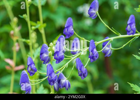 Schöne blaue Blumen von Aconitum carmichaelii. Chinesischer Akonit, Carmichael's Busel, chinesisches Wolfsbande. Stockfoto