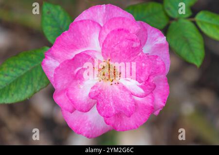 Wunderschöne rosa Blumen von Rosa Gallica. Die gallische Rose, die französische Rose, die Rose der Provins. Ein Laubstrauch. Stockfoto