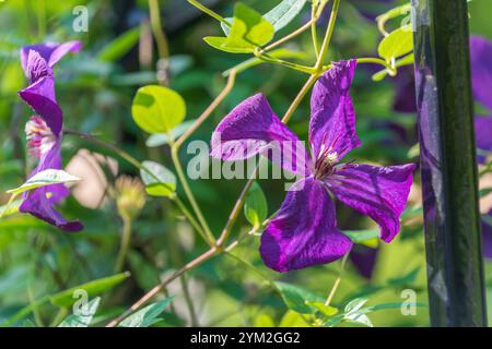 Schöne violette Blüten von Clematis viticella. Die italienische Lederblume, lila Clematis, Jungfrauenkämme. Stockfoto
