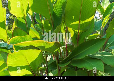 Grüne Blätter von Canna indica. Indischer Schuss, afrikanische Pfeilwurzel, essbares Cannabis, violette Pfeilwurzel, Sierra Leone Pfeilwurzel. Stockfoto