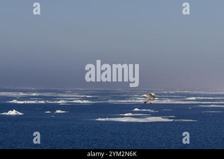 Kittiwake Flug über das arktische Packeis in Svalbard Stockfoto