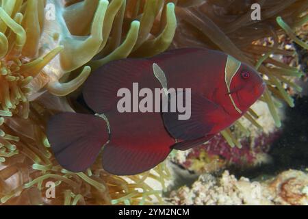 Nahaufnahme eines roten Anemonenfisches, Samtanemonfisches, Stachelanemonfisches (Amphiprion biaculeatus), versteckt in seiner Meeresanemone, Tauchplatz Coral Garden, Menj Stockfoto