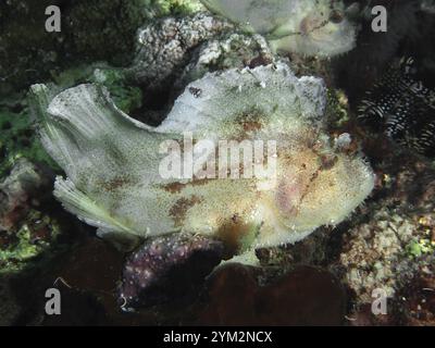 Gut getarnte Fische, Schaukelfische (Taenianotus triacanthus), liegen auf Korallenfeldern und passen sich der Umgebung an, Tauchplatz Pidada, Penyapangan, Bal Stockfoto