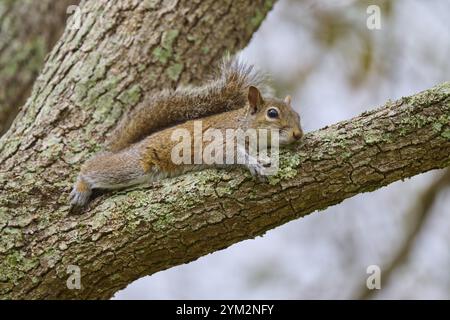 Amerikanisches graues Eichhörnchen (Sciurus carolinensis), entspannt auf einem mit Moos bedeckten Baumzweig liegend, Pembroke Pines, Florida, USA, Nordamerika Stockfoto