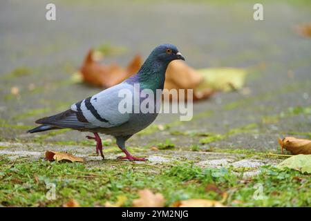 Domestizierte Stadttaube (Columba livia forma domestica), Spaziergang auf dem Boden in einem Park, Baden-Württemberg, Deutschland, Europa Stockfoto