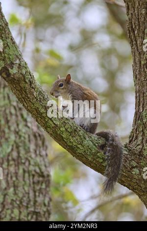 Amerikanisches graues Eichhörnchen (Sciurus carolinensis), auf einem Zweig sitzend und aufmerksam umschauend, Pembroke Pines, Florida, USA, Nordamerika Stockfoto