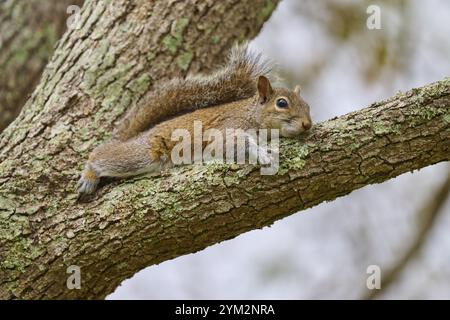 Amerikanisches graues Eichhörnchen (Sciurus carolinensis), entspannt auf einem mit Moos bedeckten Baumzweig liegend, Pembroke Pines, Florida, USA, Nordamerika Stockfoto