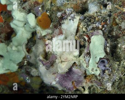 Eine Nahaufnahme von farbenfrohen Meeresschwämmen und Korallen unter Wasser, mit einem Schaukelfisch (Taenianotus triacanthus) gut getarnt dazwischen, Tauchplatz in der Nähe Stockfoto