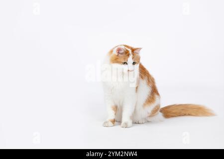Eine entzückende und süße Katze in Orange und weiß, die anmutig in einer entspannten Pose mit Stil sitzt Stockfoto