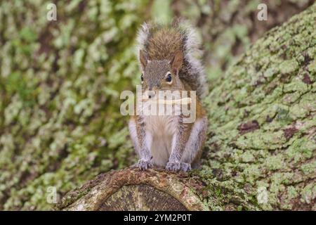 Amerikanisches graues Eichhörnchen (Sciurus carolinensis), das auf einem moosbedeckten Baumstamm im Wald sitzt, Pembroke Pines, Florida, USA, Nordamerika Stockfoto