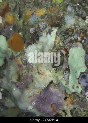 Detaillierte Unterwasseraufnahme von Algen und Korallen, mit einem Schaukelfisch (Taenianotus triacanthus), gut getarnt dazwischen, Tauchplatz in der Nähe, P Stockfoto