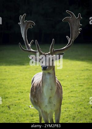 Damhirsch (Dama Dama) Stier mit großen Hörnern und Hintergrundbeleuchtung. Tschechien Stockfoto