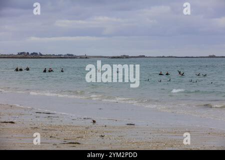 Brent-Gänse (Branta bernicla) auf dem Meer, zwischen Strandspaziergängern in Wetsuits, Keremma-Düne am Ärmelkanal, Treflez, Leon, Finistere Penn-AR- Stockfoto