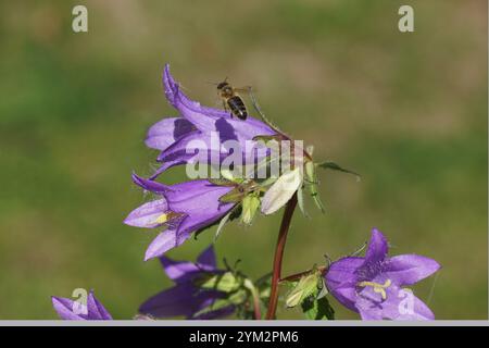 Blühende, mit Brennnesseln blättrige Glockenblume (Campanula trachelium). Glockenblumenfamilie (Campanulaceae). Fliegende verblasste westliche Honigbiene (APIs mellifera) Stockfoto