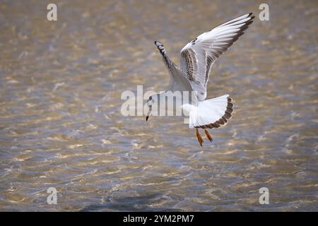 Jungmöwen (Chroicocephalus ridibundus) jagen, beim Flug über Flachwasser Stockfoto