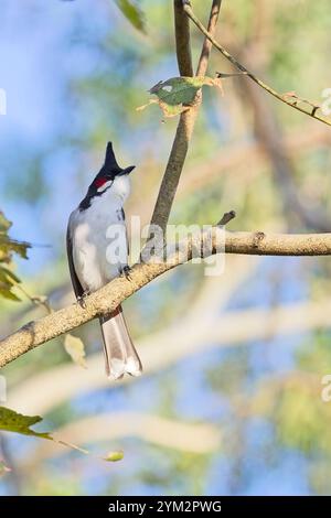 Bulbul (Pycnonotus jocosus), männlich auf einem Baum, Jim Corbett National Park, Uttarakhand, Indien. Stockfoto