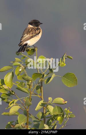 Sibirischer Stonechat (Saxicola maurus), männlich auf einem Busch, Jim Corbett National Park, Uttarakhand, Indien. Stockfoto