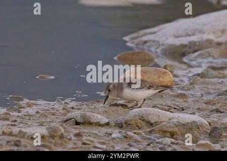 Temmincks Stint (Calidris temminckii) im Wintergefieder, am Fluss Kosi, Uttarakhand, Indien. Stockfoto